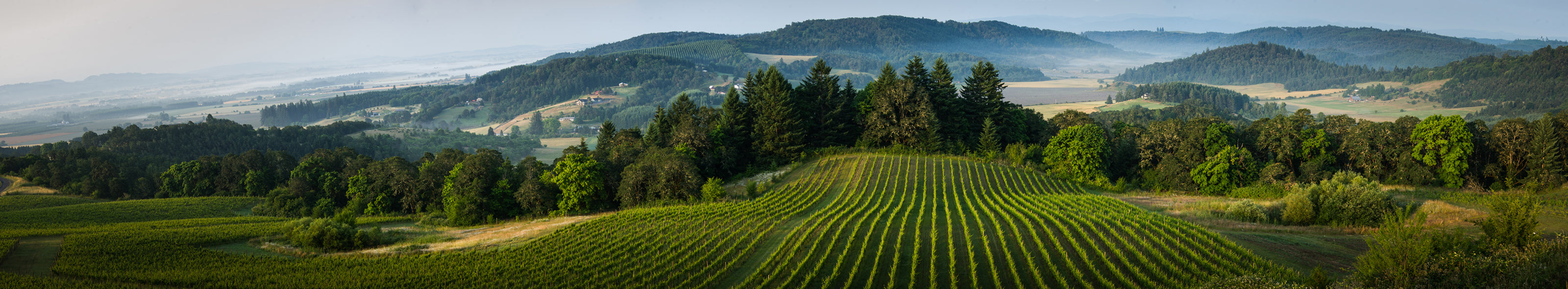 Understanding Willamette Valley Pinot Noir